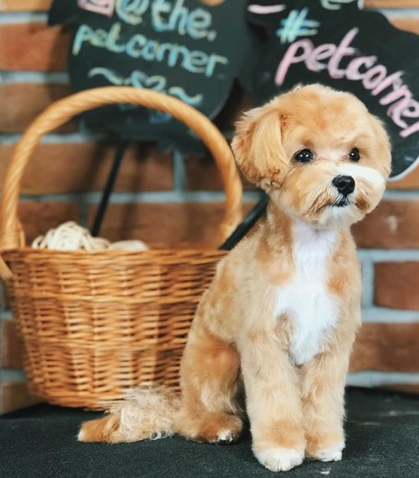 red Maltipoo in lam haircut sitting on the table