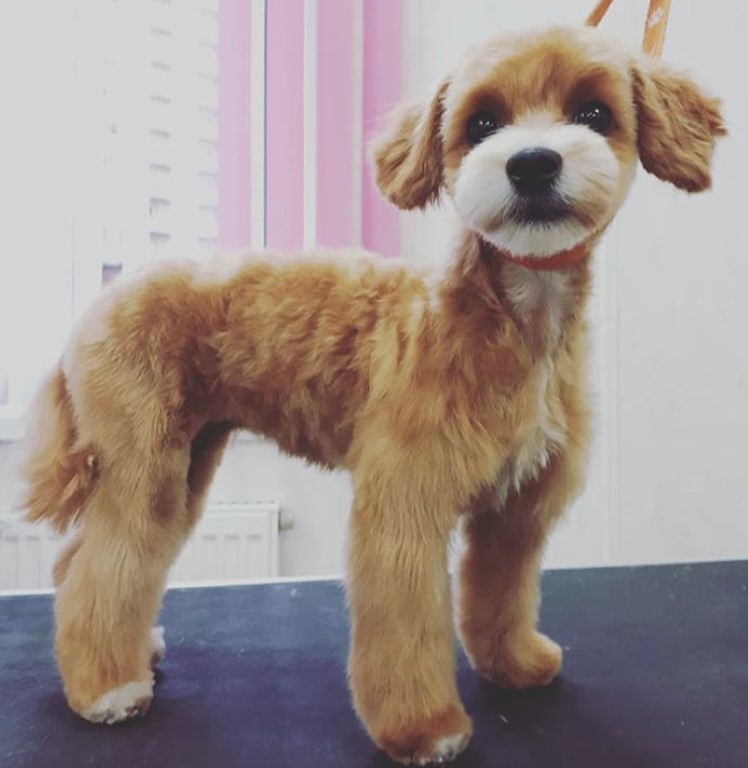 Maltipoo in summer haircut