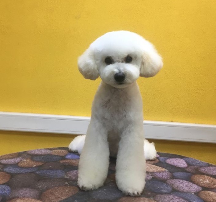 Maltipoo in cucpake cut