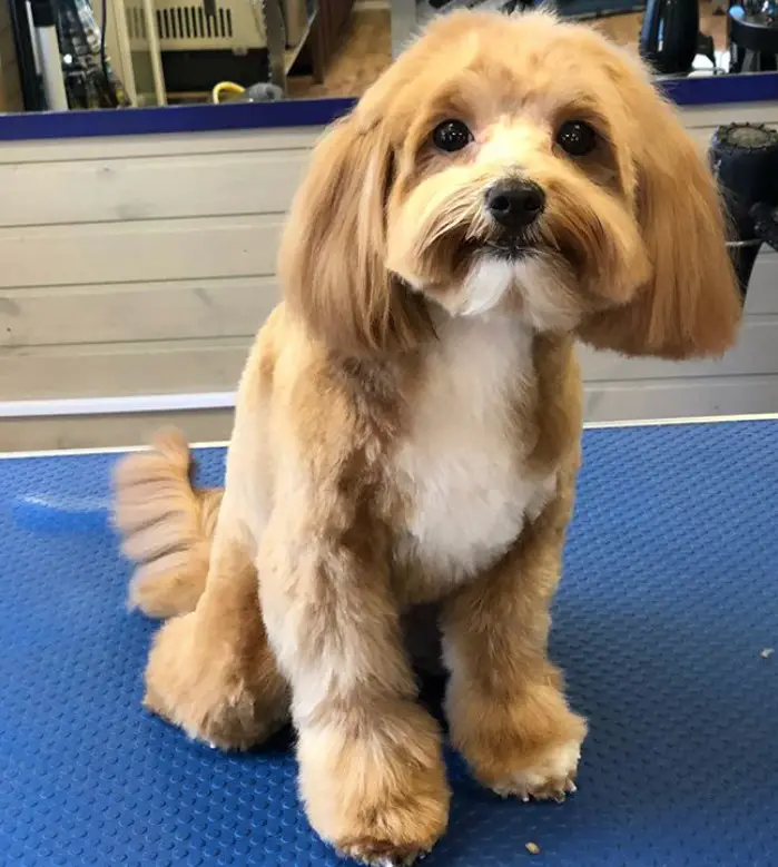 Maltipoo with a bob cut sitting on top of the grooming table