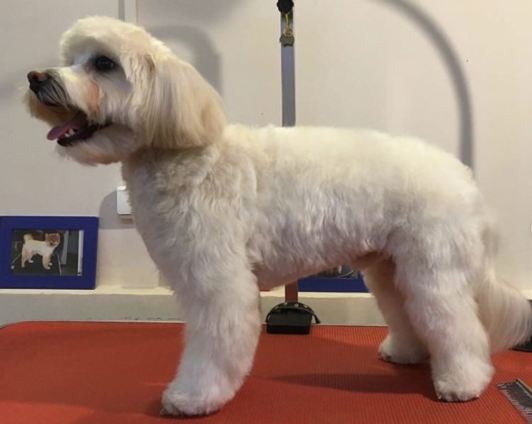 Maltipoo in continental haircut