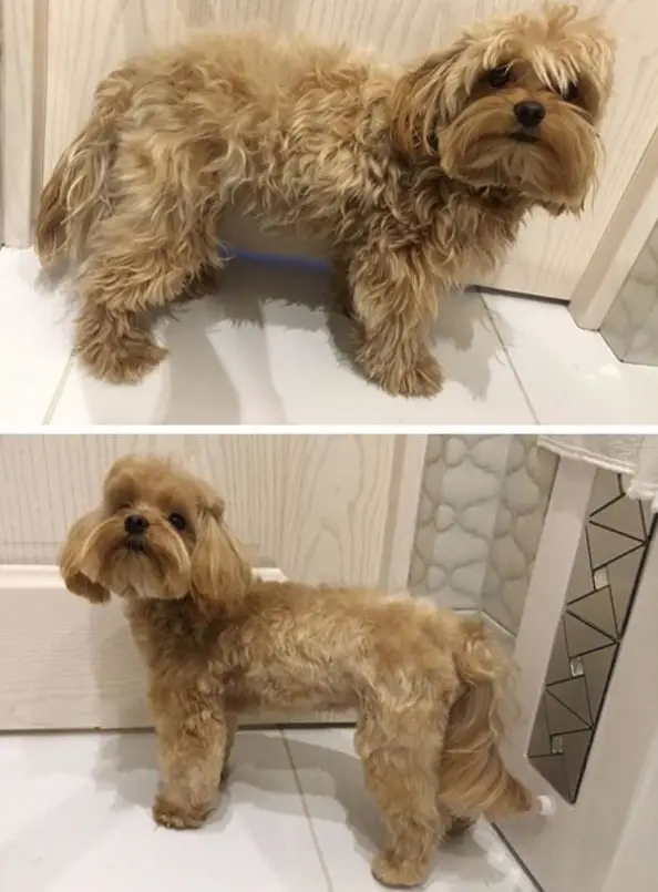 Maltipoo with medium length hair in its ears and beared, and fluffy body