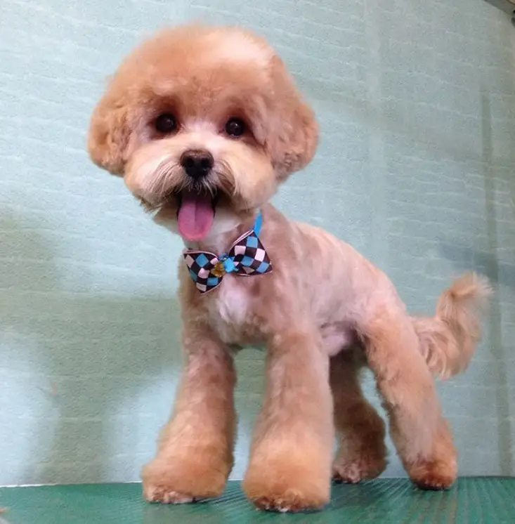 Maltipoo in teddy bear haircut standing on top of the grooming table with its tongue out