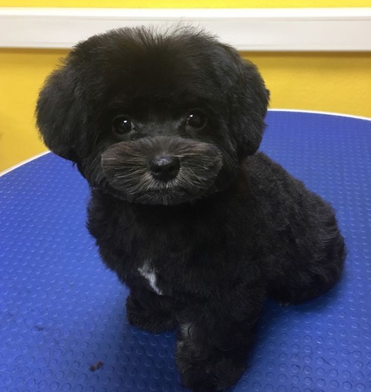 black Maltipoo with fluffy trimmed hair sitting on top of the grooming table