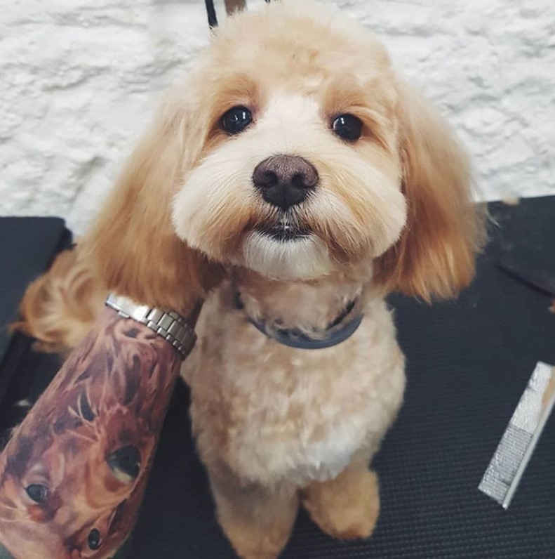 Maltipoo in bob cut sitting on the grooming table while being pet by its groomer