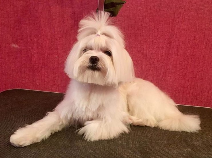 Maltipoo with a square face hair cut and fluffy body lying down on top of the table