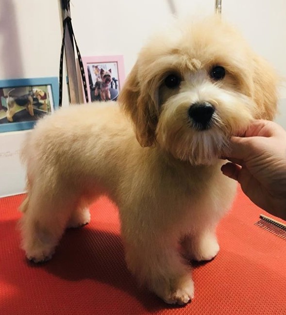 Maltipoo in simple haircut