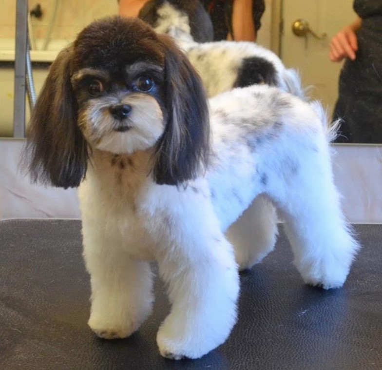 Maltipoo with straight and sleek hair on its ears