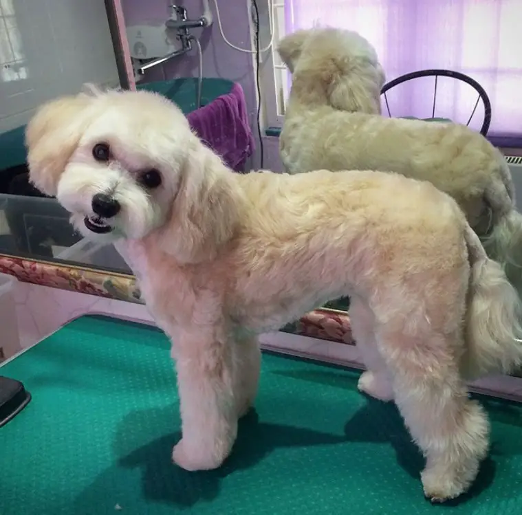Maltipoo in puppy haircut standing on top of the table