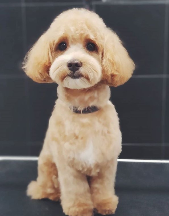 Maltipoo in bob cut