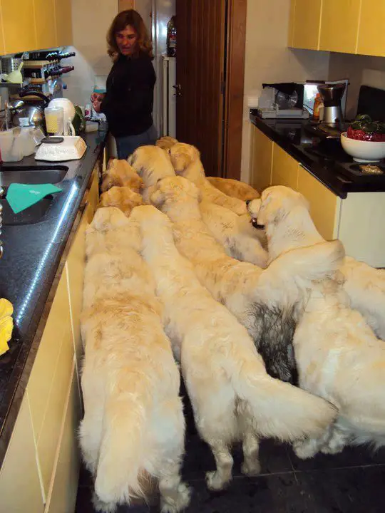 A woman preparing food in the kitchen while her 10 Golden Retriever are standing and waiting behind her