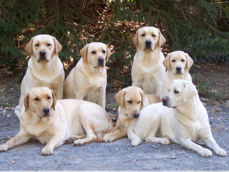 seven Labradors at the park