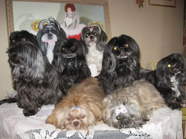 seven Shih Tzu on top of the table