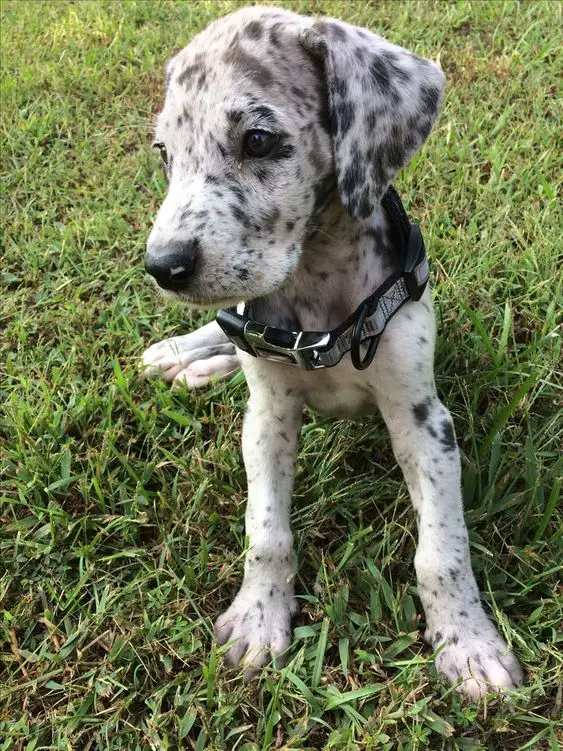 A Merle Great Dane puppy lying on the grass
