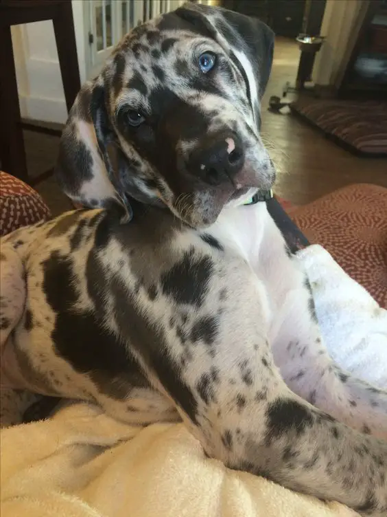 A Merle Great Dane lying on top of the couch
