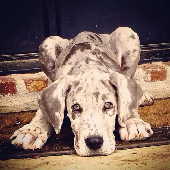 A Merle Great Dane puppy lying on the ground