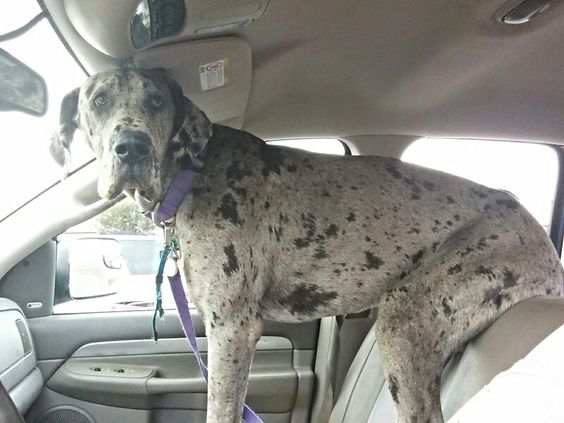 A Merle Great Dane standing in the passenger seat