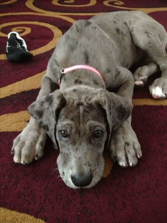 A Merle Great Dane puppy lying on the carpet