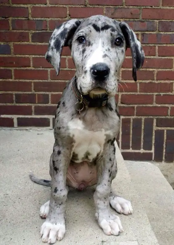 A Merle Great Dane sitting on the stairway