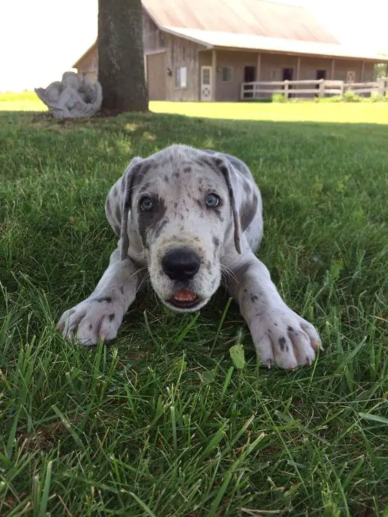 A Merle Great Dane lying on the grass