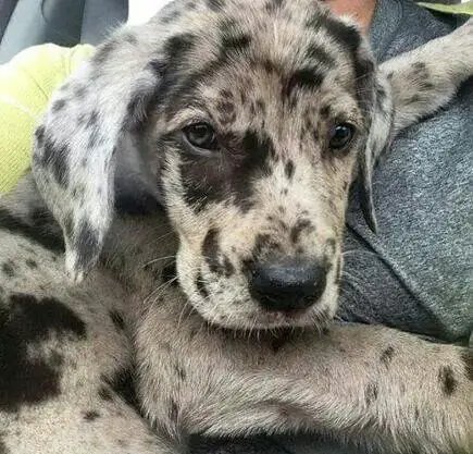 A Merle Great Dane puppy in the arms of the person
