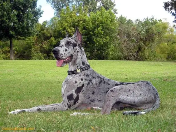 A Merle Great Dane lying at the park