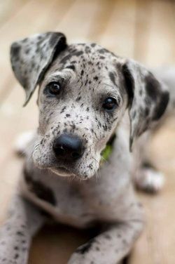 A Merle Great Dane puppy lying on the floor
