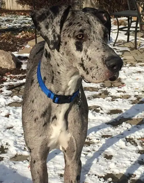 A Merle Great Dane standing outdoors in snow