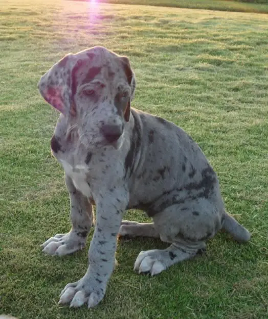 A Merle Great Dane puppy sitting in the field