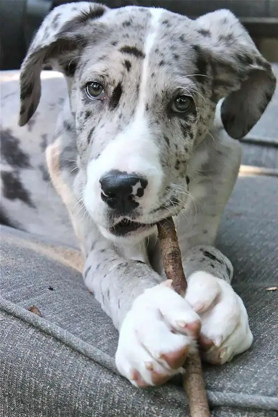 A Merle Great Dane lying on the couch while biting a stick