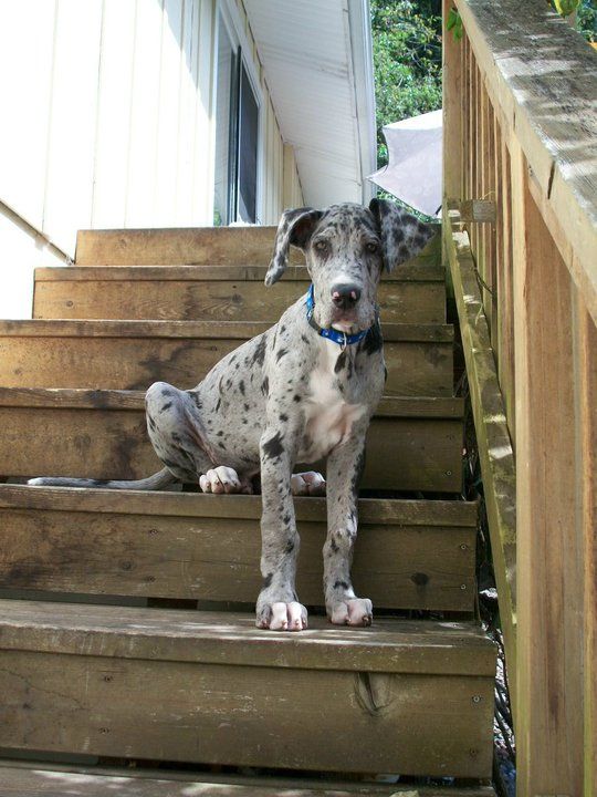 A Merle Great Dane lying on the stairway