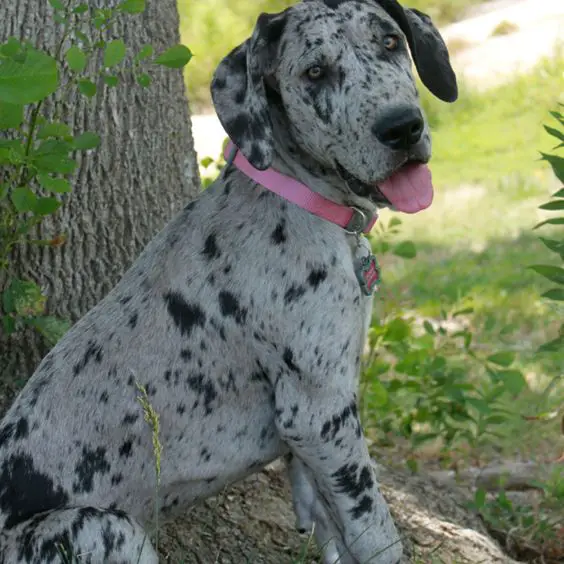 A Merle Great Dane sitting under the tree