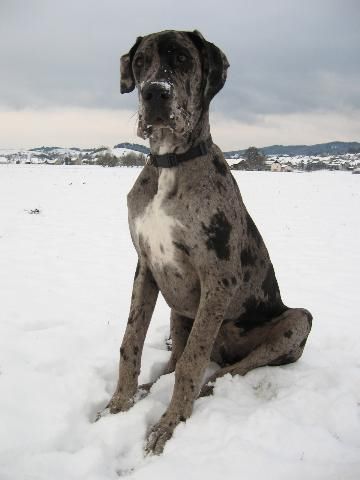 A Merle Great Dane sitting in snow