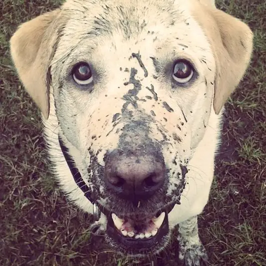 A yellow Labrador standing on the ground with mud on its face
