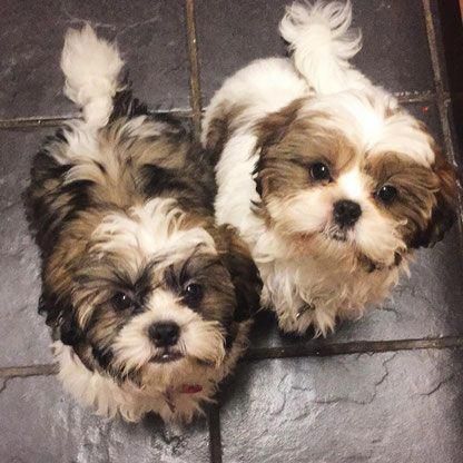 two Mini Shih Tzus sitting on the floor with their begging faces