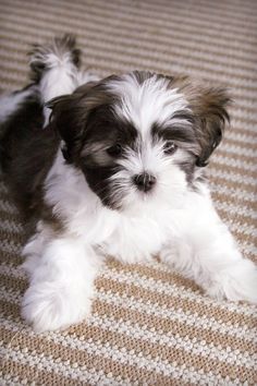 A Mini Shih Tzu puppy lying on the bed