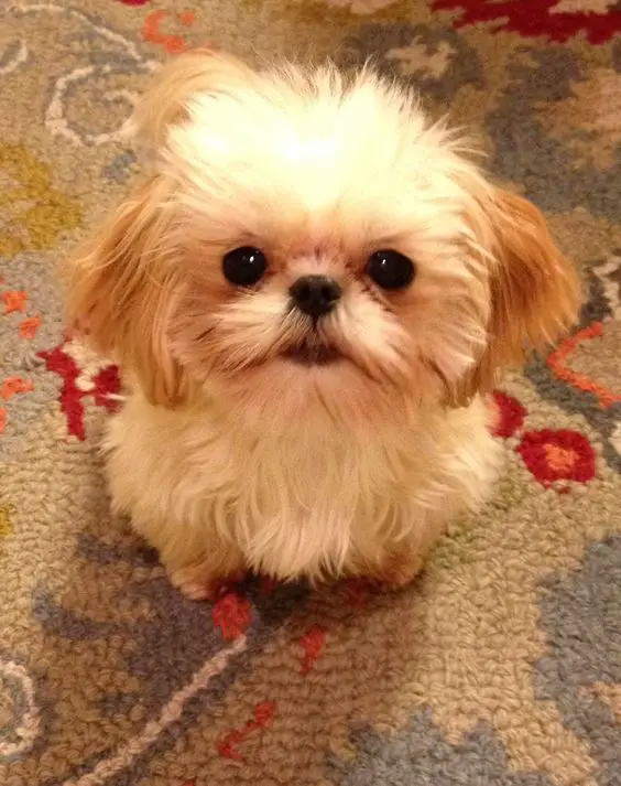 A Mini Shih Tzu sitting on the floor while staring