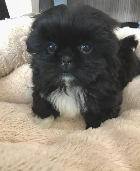 A black and white Mini Shih Tzu standing on the bed with its adorable face
