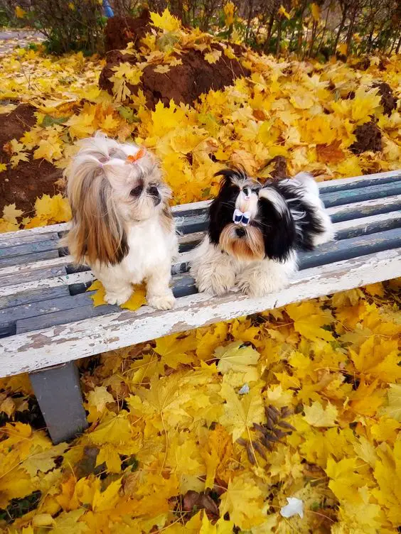 two Mini Shih Tzu sitting on the bench at the park with dried maple leaves on the ground