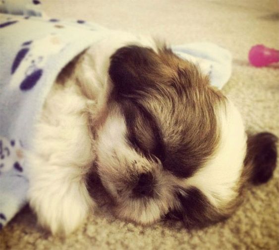 A Mini Shih Tzu sleeping on the floor under the blanket