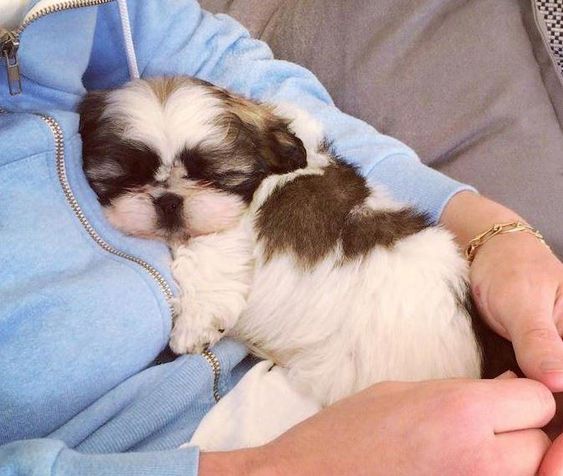 A Mini Shih Tzu puppy sleeping in the arms of a woman sitting on the couch