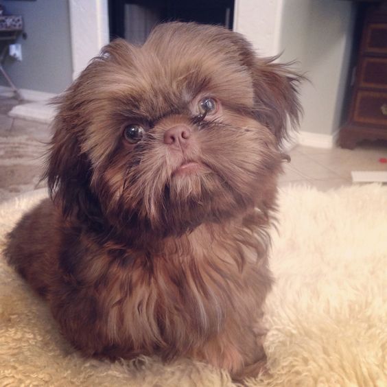 A brown Mini Shih Tzu sitting on the carpet with its adorable face