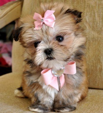 A Mini Shih Tzu puppy wearing a pink ribbon around its neck or on top of its head while sitting on the chair