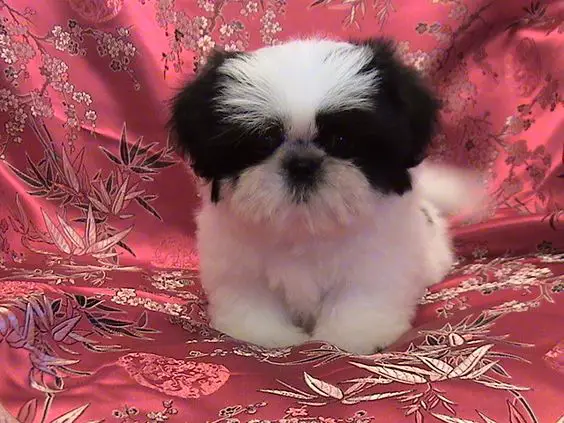 A Mini Shih Tzu standing on a red couch