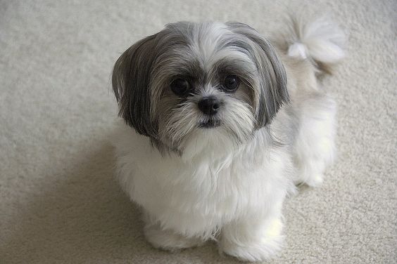 A Mini Shih Tzu standing on the floor while staring with its big round eyes