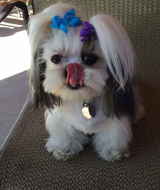 A Mini Shih Tzu sitting on the chair while licking its nose