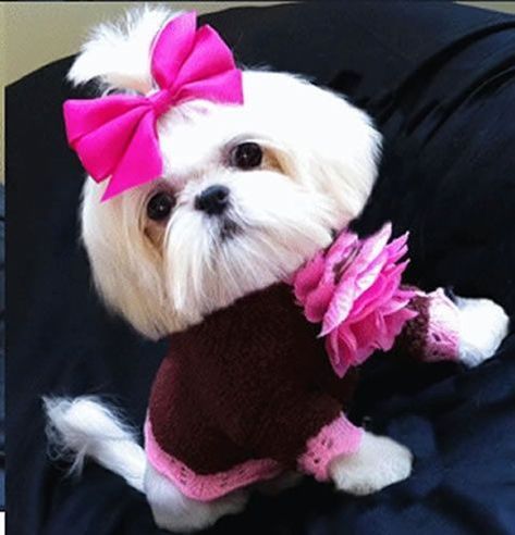 A Mini Shih Tzu wearing a cute sweater and pink ribbon on top of its head while sitting on the couch