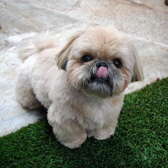 A Mini Shih Tzu standing in the yard while licking its nose