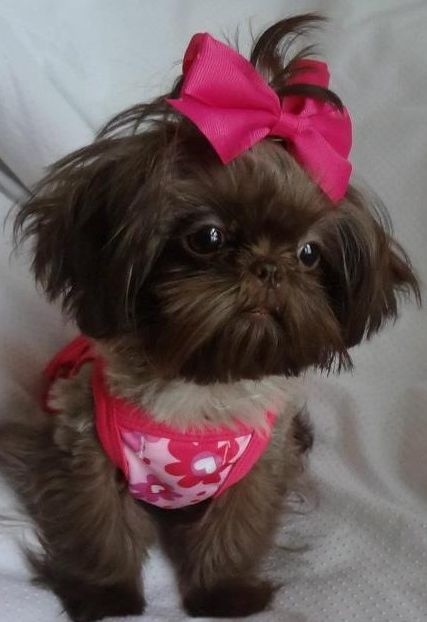 A Mini Shih Tzu wearing a pink sleeveless shirt and ribbon on top of its head