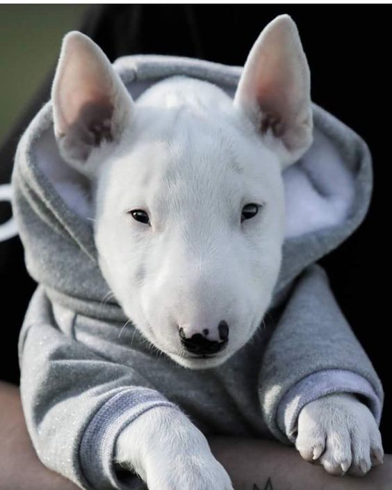 Miniature Bull Terrier puppy wearing a gray hoodie